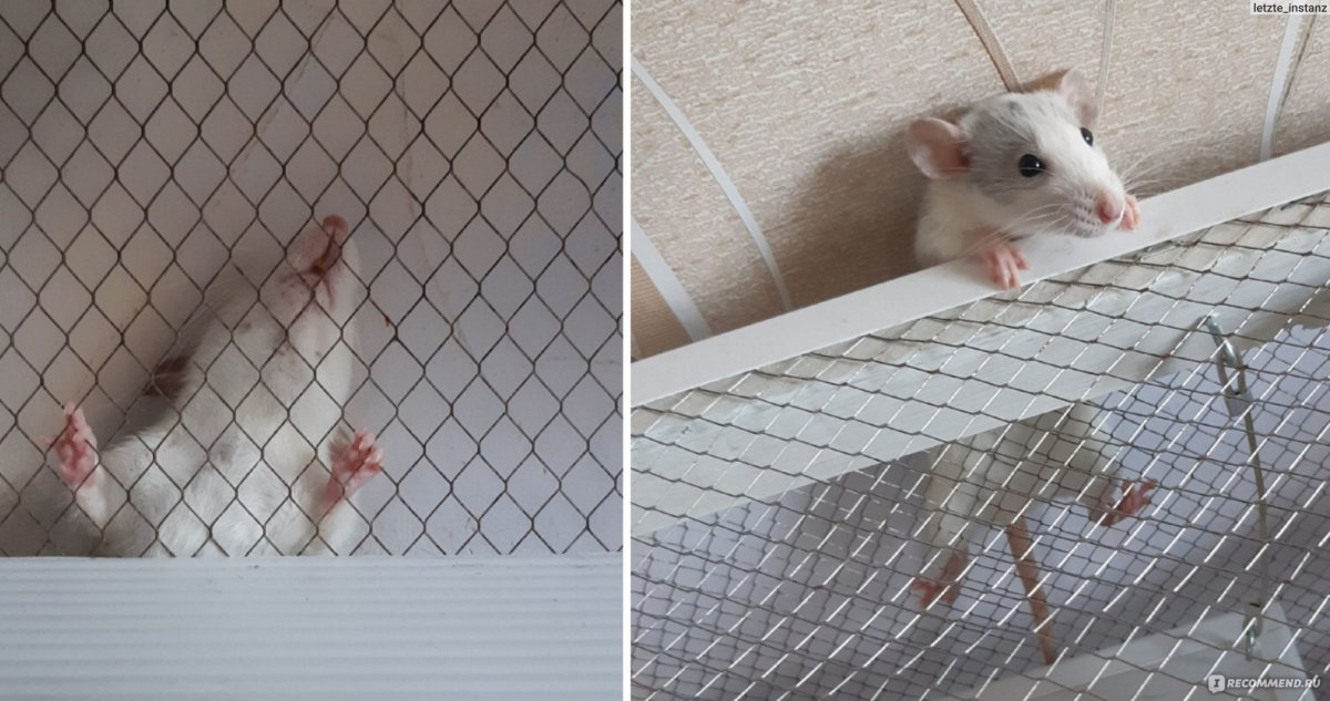 Крыса хаски альбинос