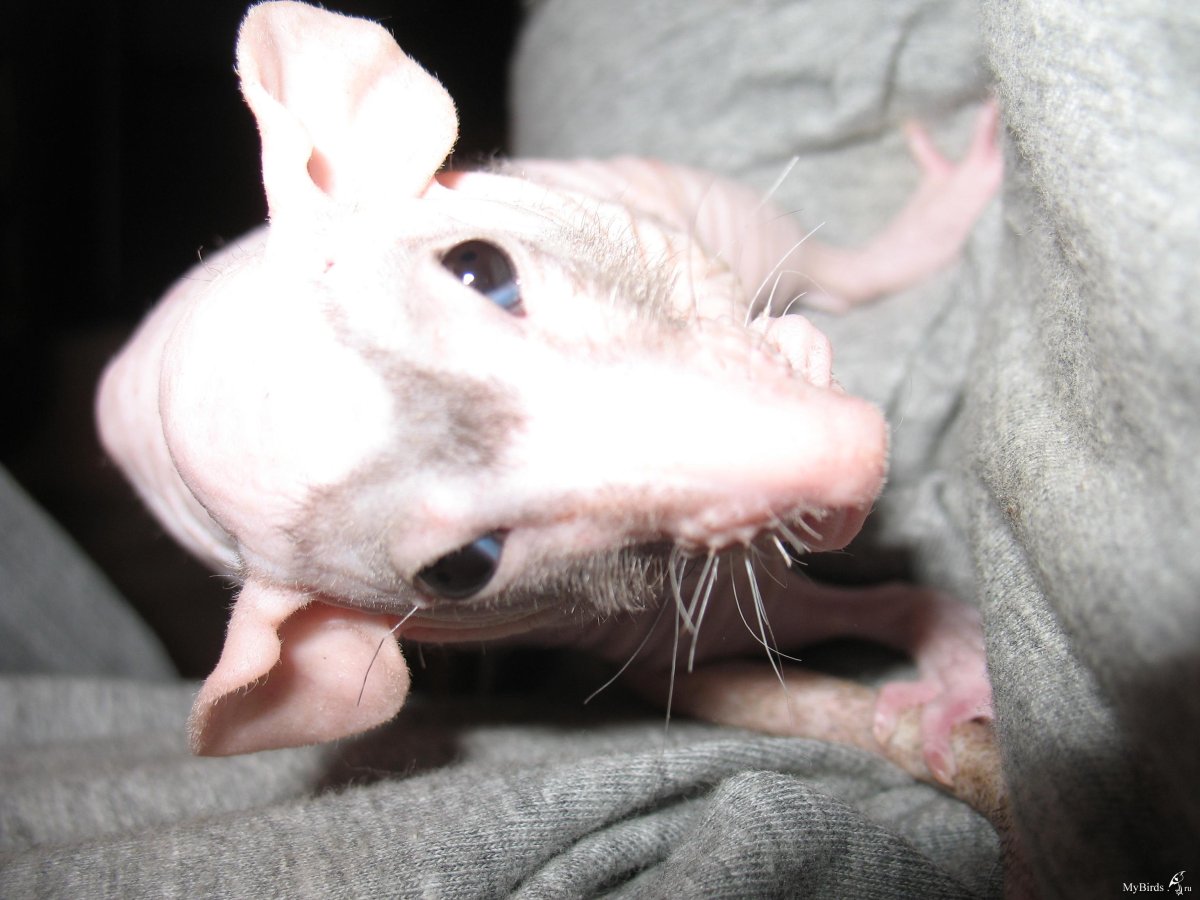 Крысы Дамбо рекс стандарт