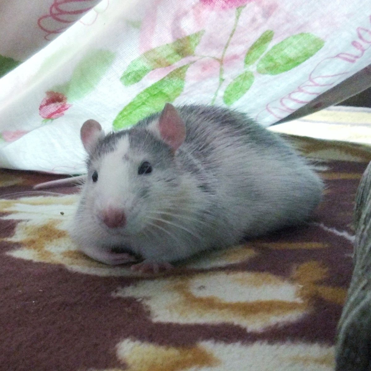 Дамбо хаски