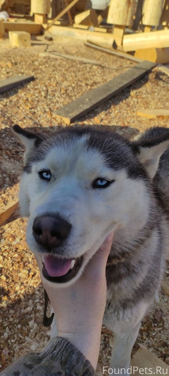 Серо белые крысята мальчики