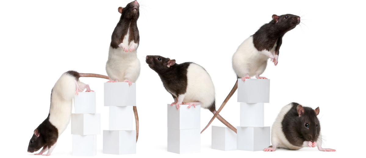 Хаски много собак