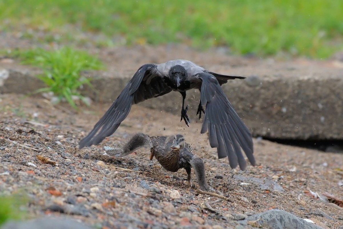Воронёнок (птенец во́рона)