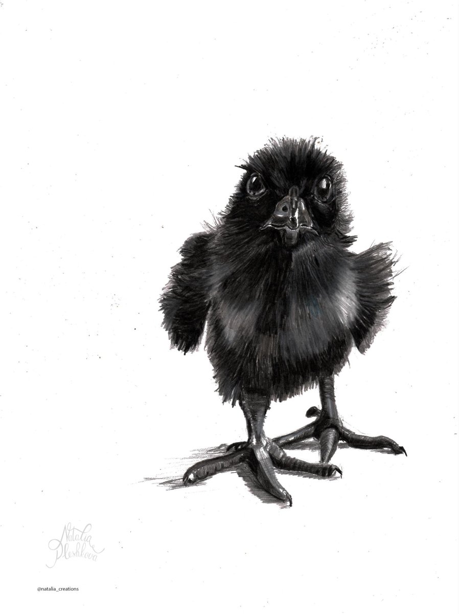 Растрепанный черный птенец