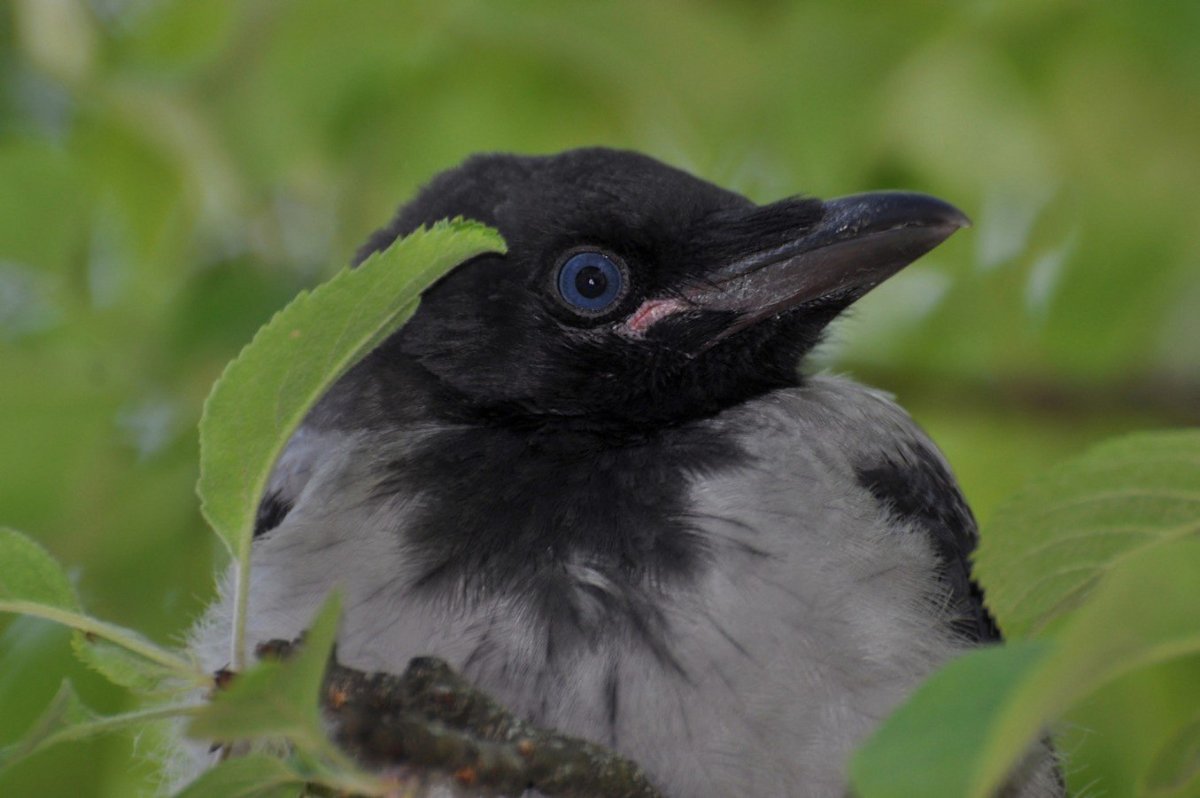 Слеток ворона вороненок