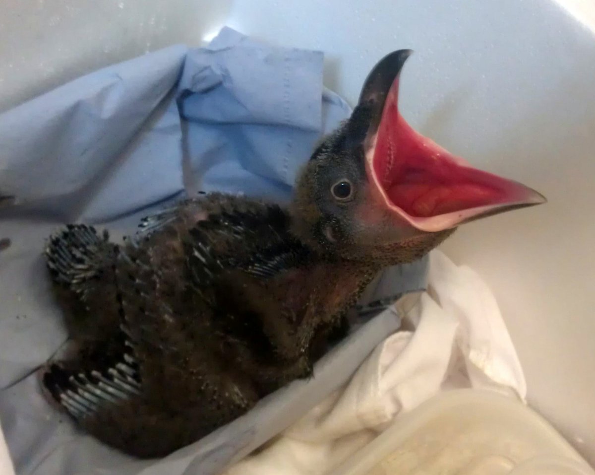 Гнездо вороны Воронье гнездо