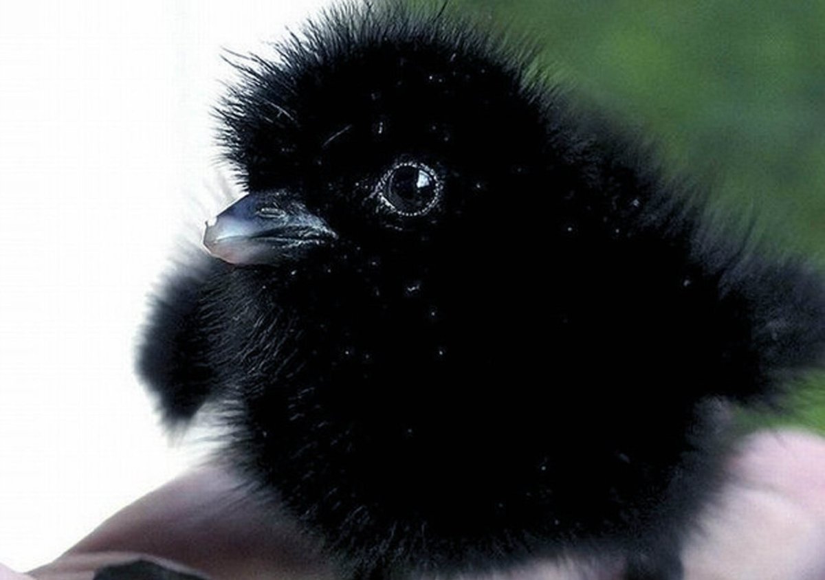 Воронёнок (птенец во́рона)