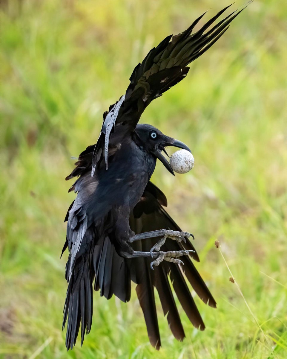 Гуамский ворон