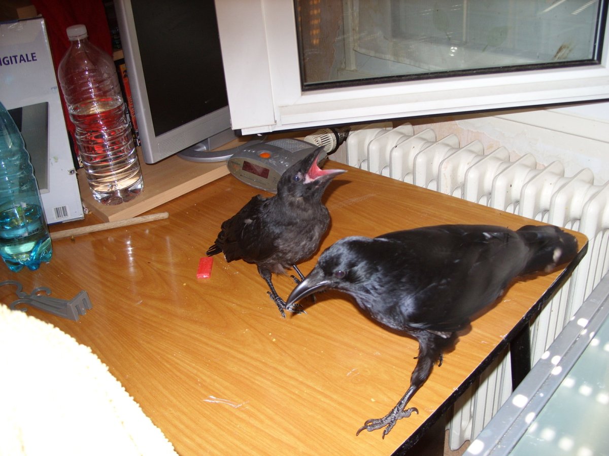 Метод ворона