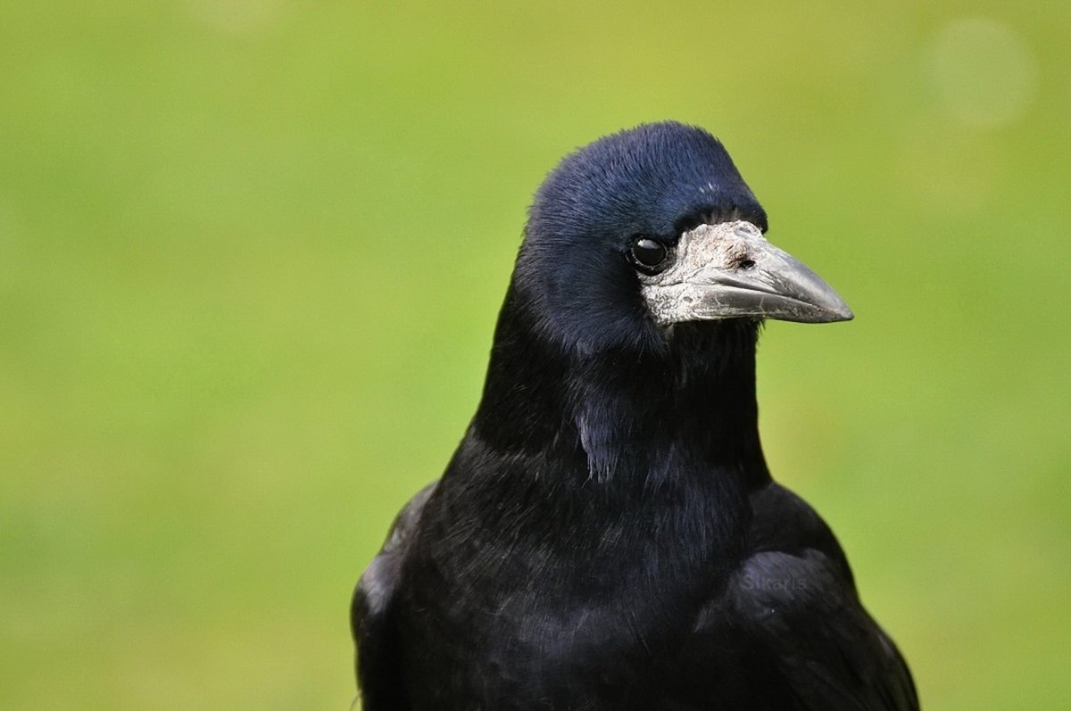 Белоклювый ворон