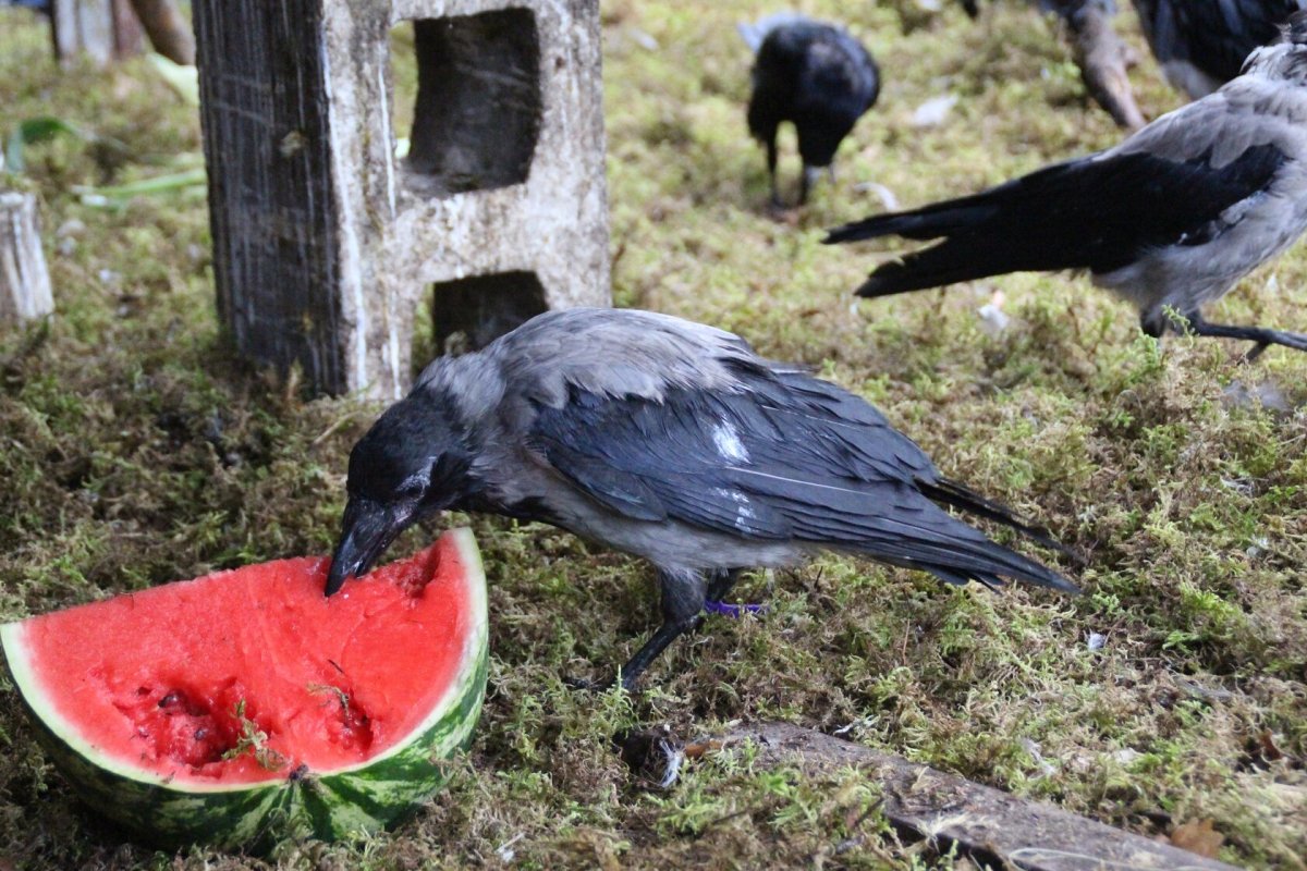 Черный цыпленок