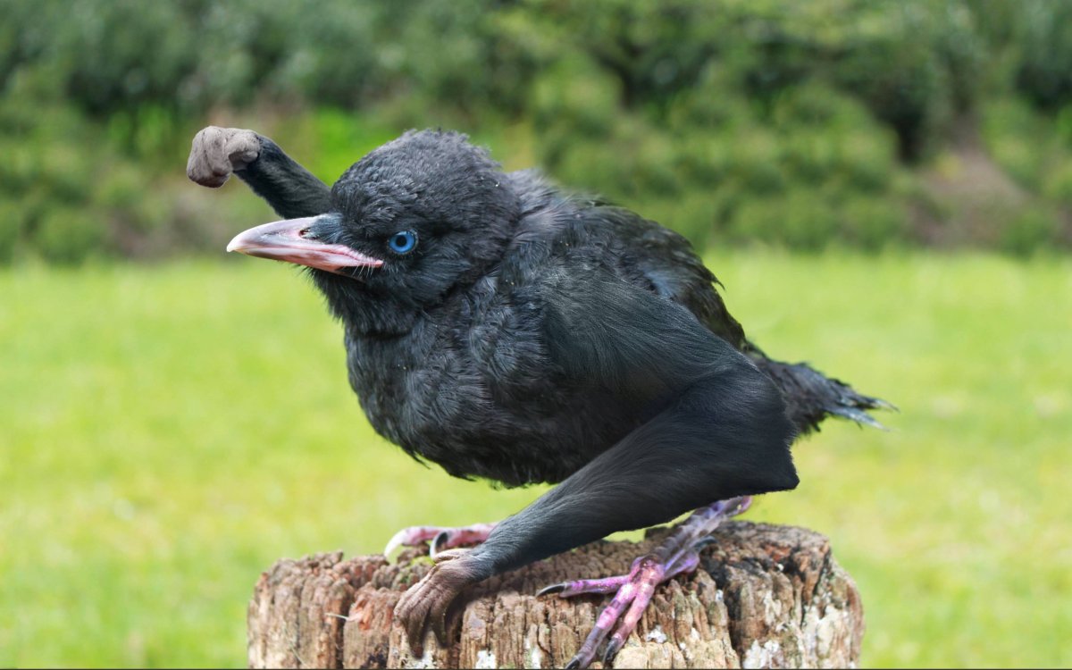 Птенец галки