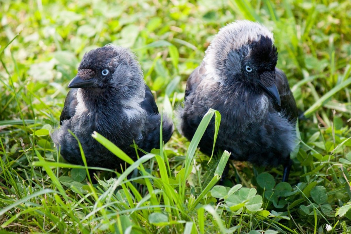 Ворон самка птенец