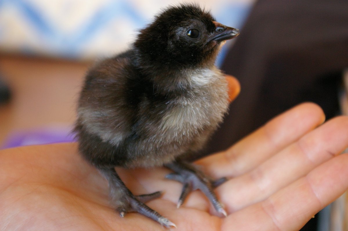 Новорожденные Воронята