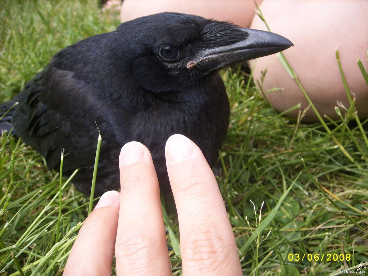 Птенец галки