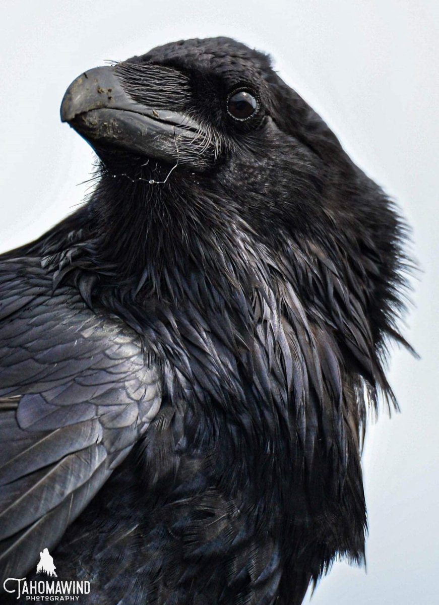 Черный ворон