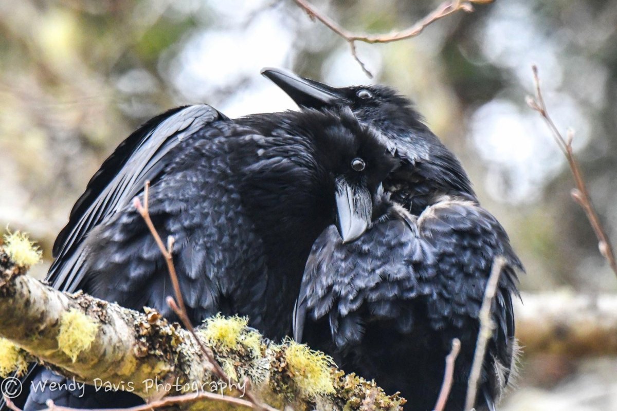 Ворон охотится