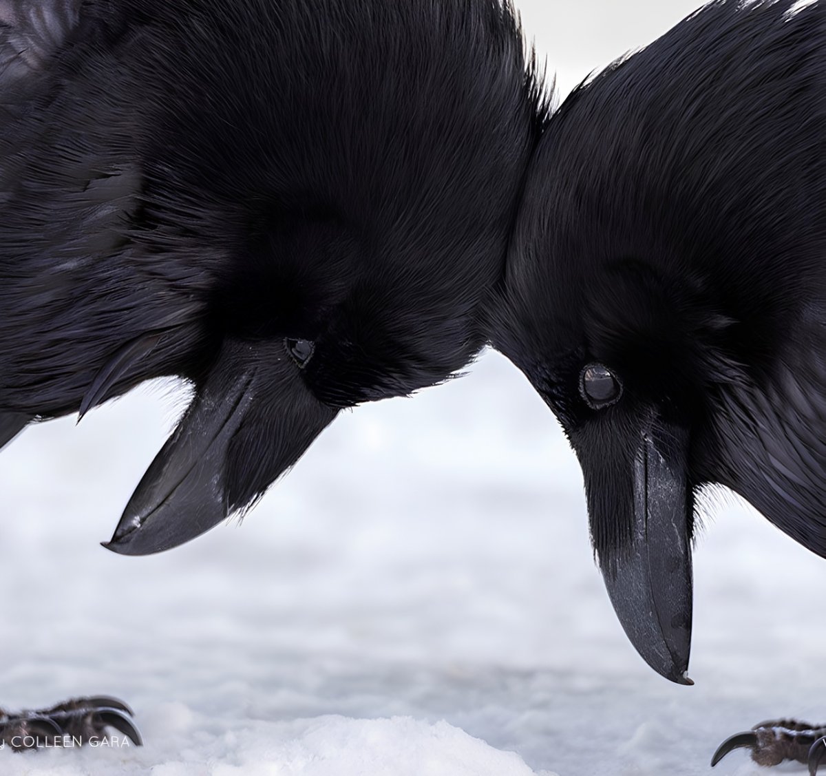 Вороньё гнездо