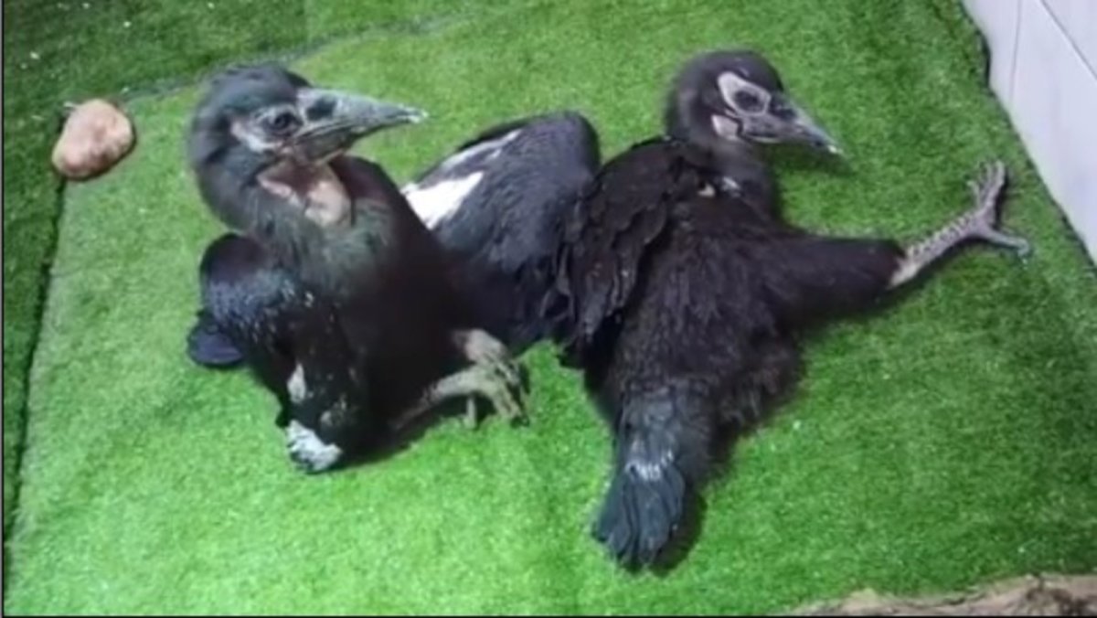 Белоклювый ворон