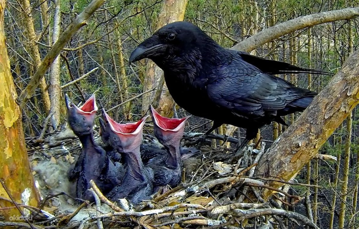 Ворона с голубыми глазами