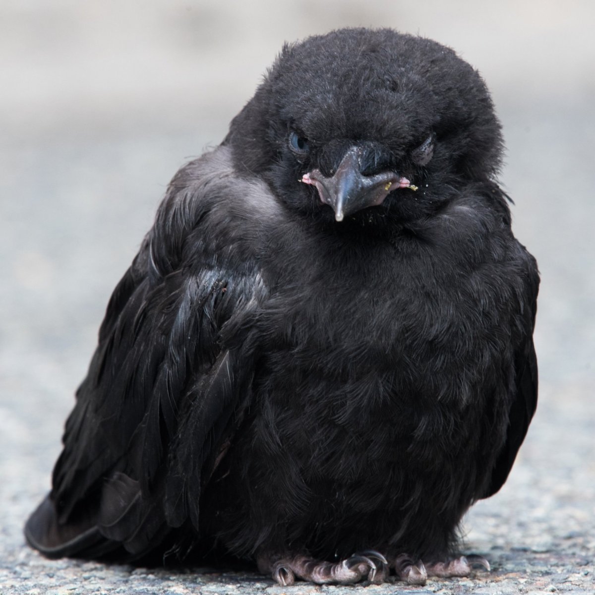 Гигантский ворон размах крыльев