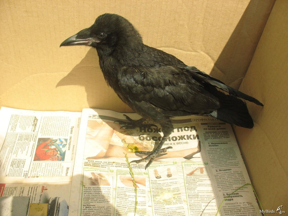 Слеток Грача