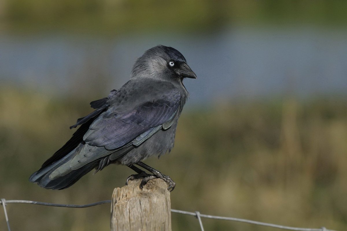 Птица с длинными ногами и чёрной мордой