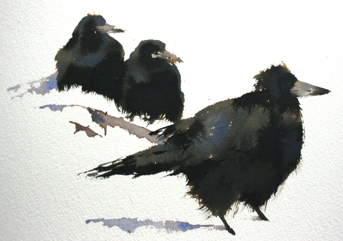 Птенец ворона