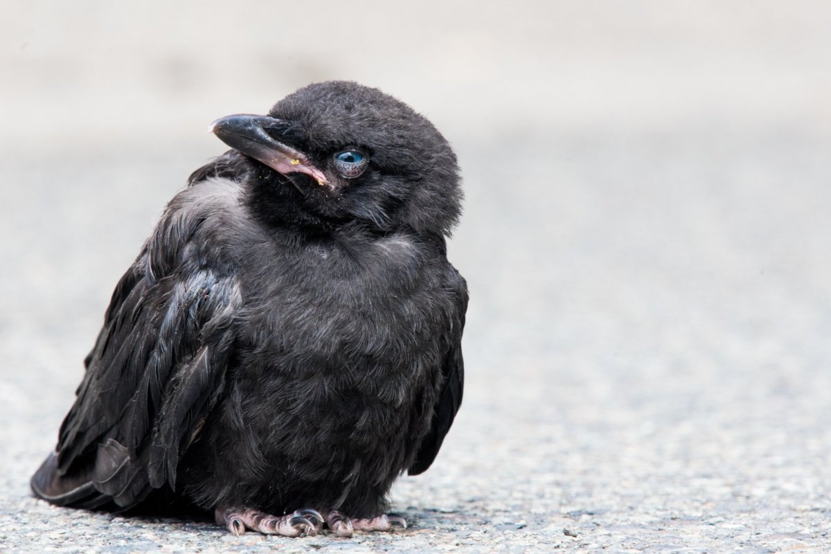 Птенец черного ворона