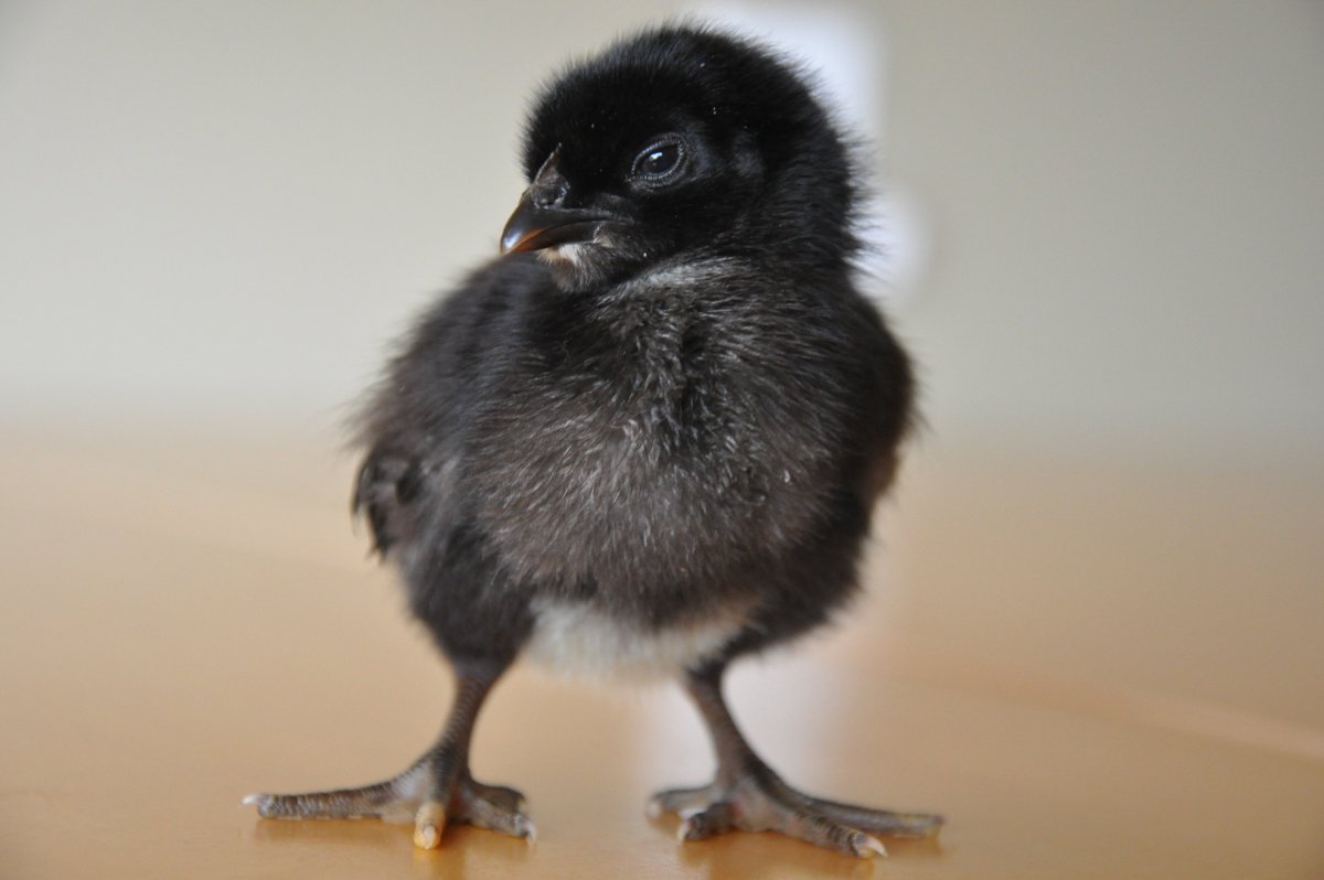 Птенцы Ухейилюй