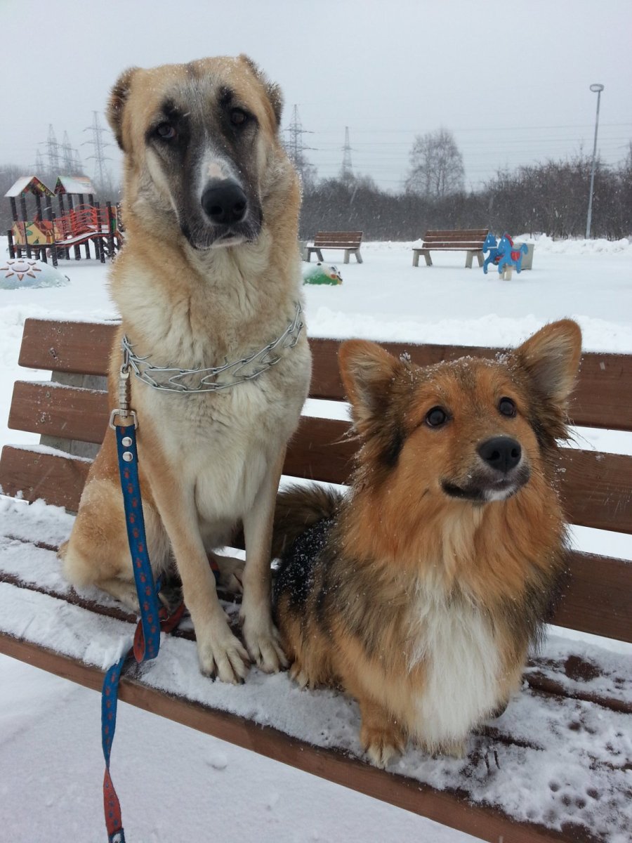 Метис корги и овчарки