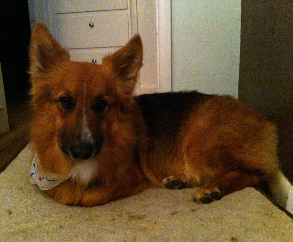 Метис корги и шелти