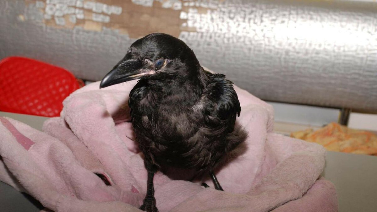 Парочка ворон