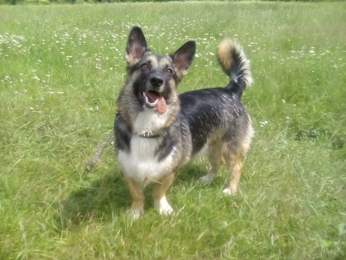 Метис корги и овчарки