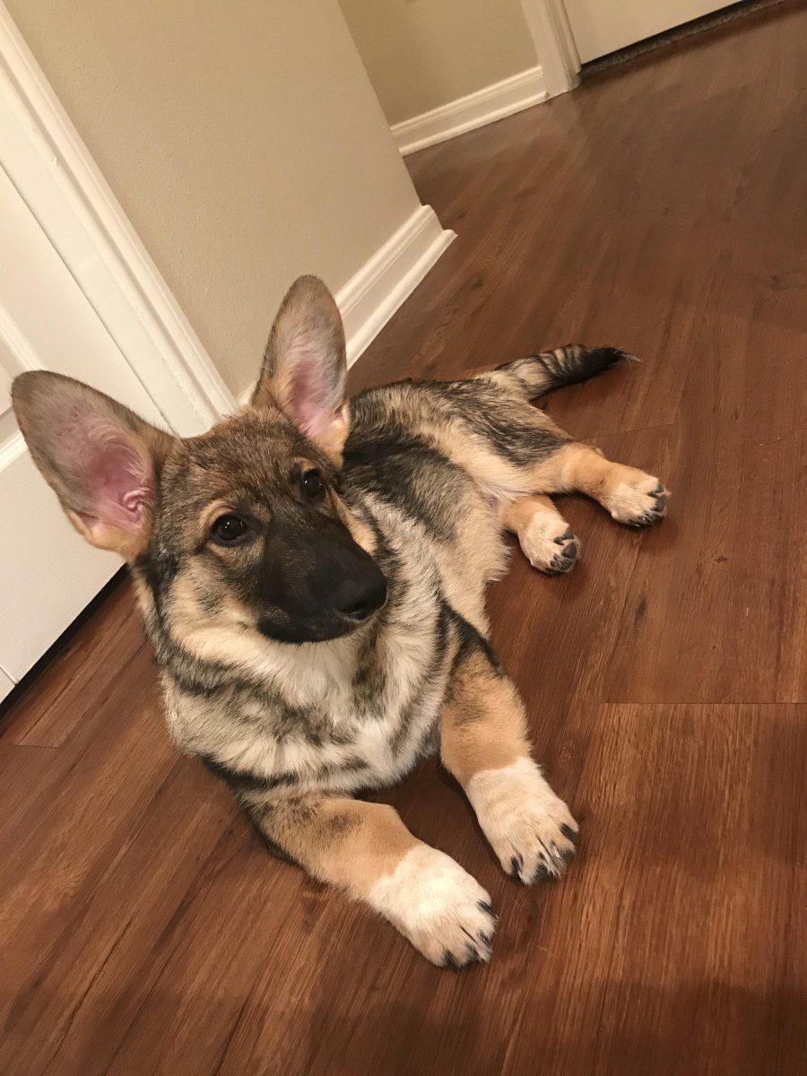 Корги овчарка