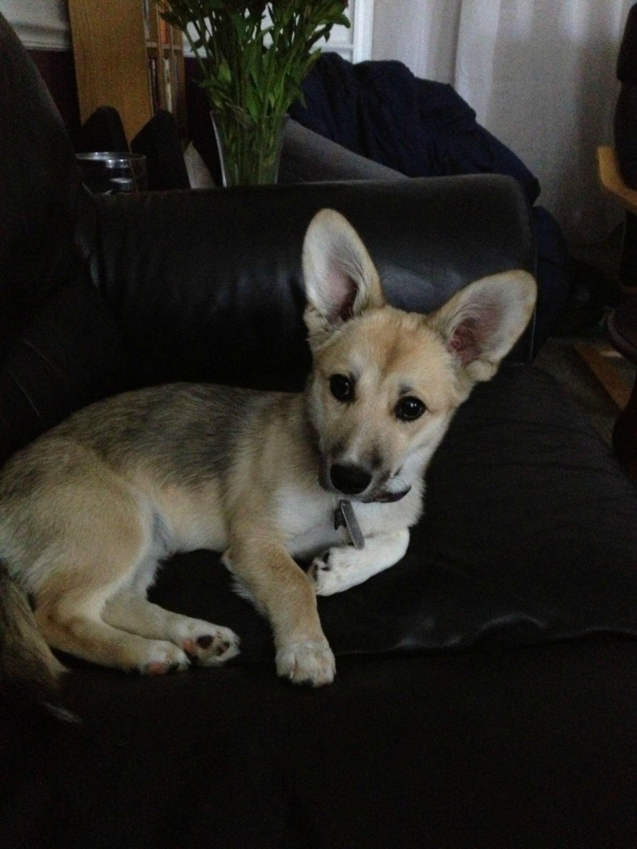 Метис вельш корги и таксы