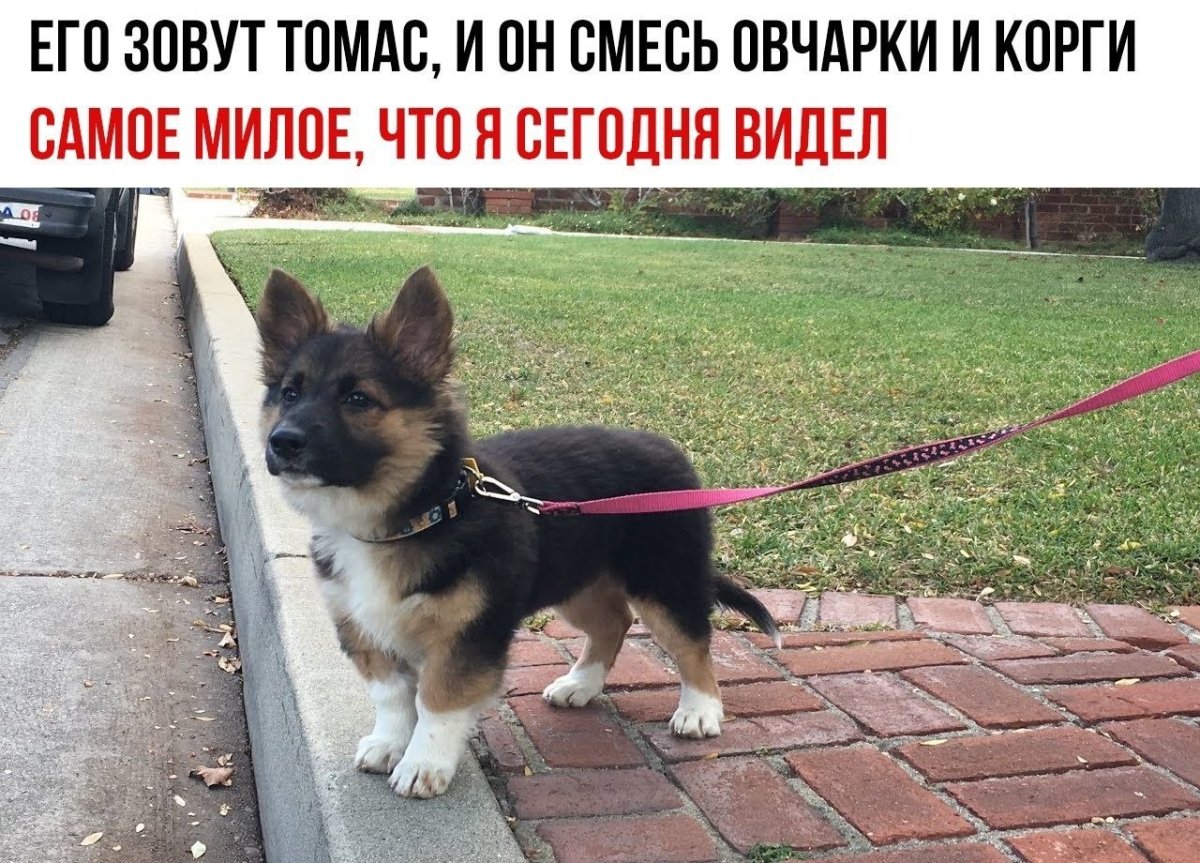 Смесь корги и овчарки