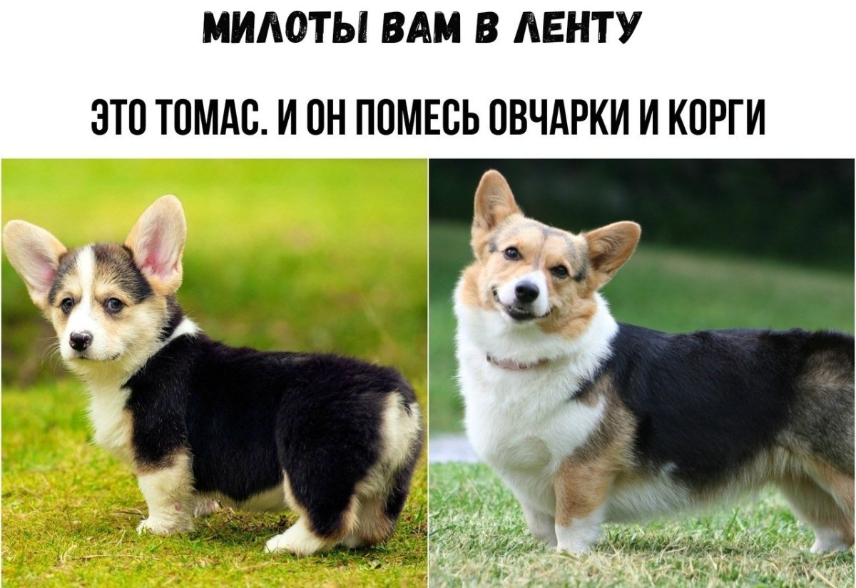 Метис корги и немецкой овчарки