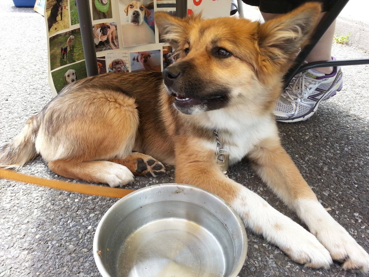 Смесь корги и немецкой овчарки