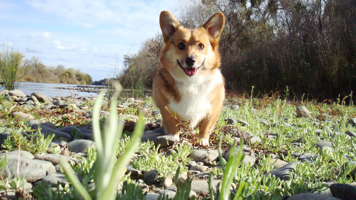 Корги забавные фото
