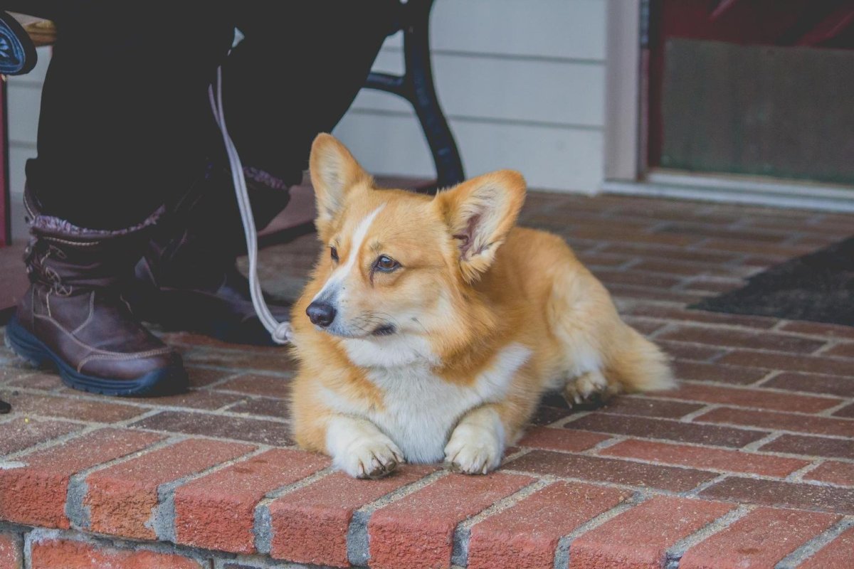 Метис корги и таксы