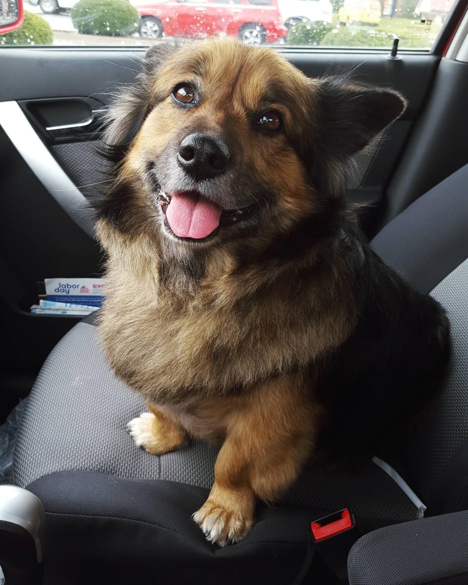 Смесь корги и овчарки