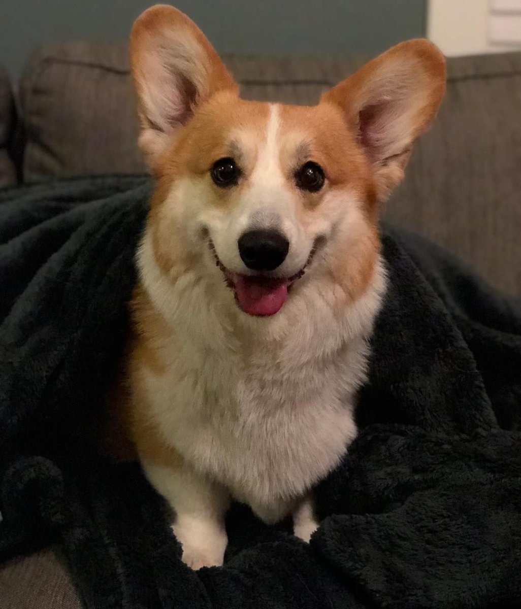 Метис вельш корги