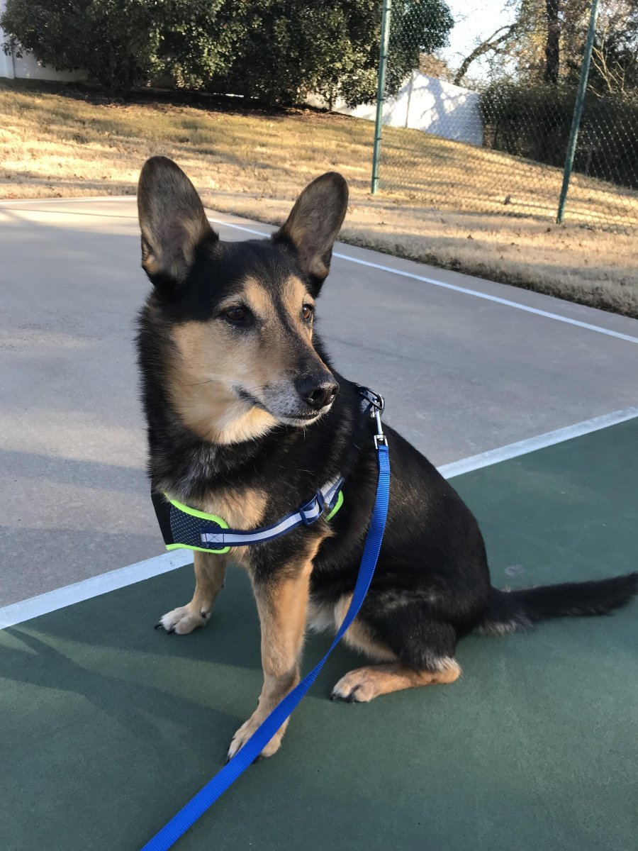 Корги овчарка