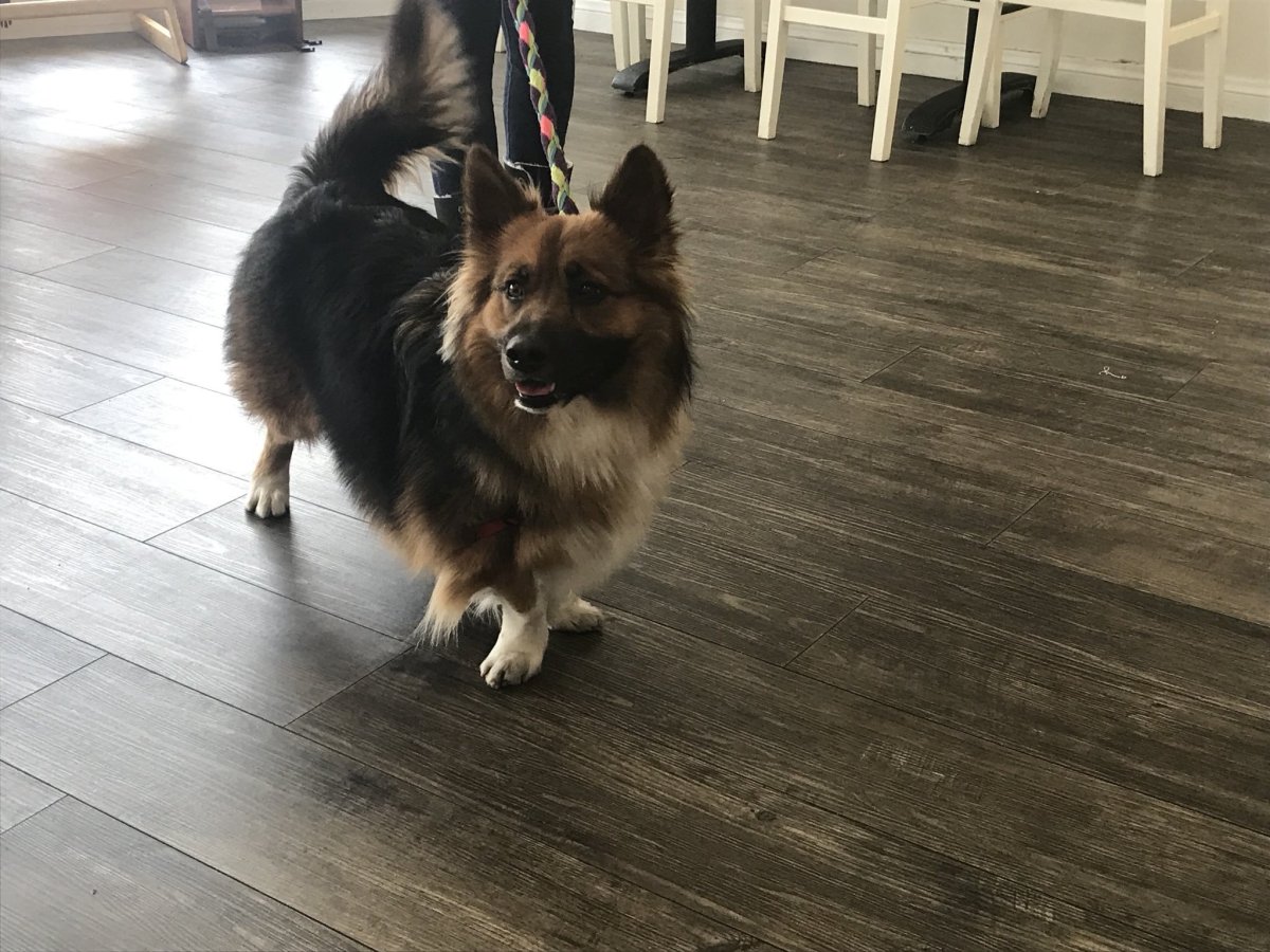 Метис корги и шпица