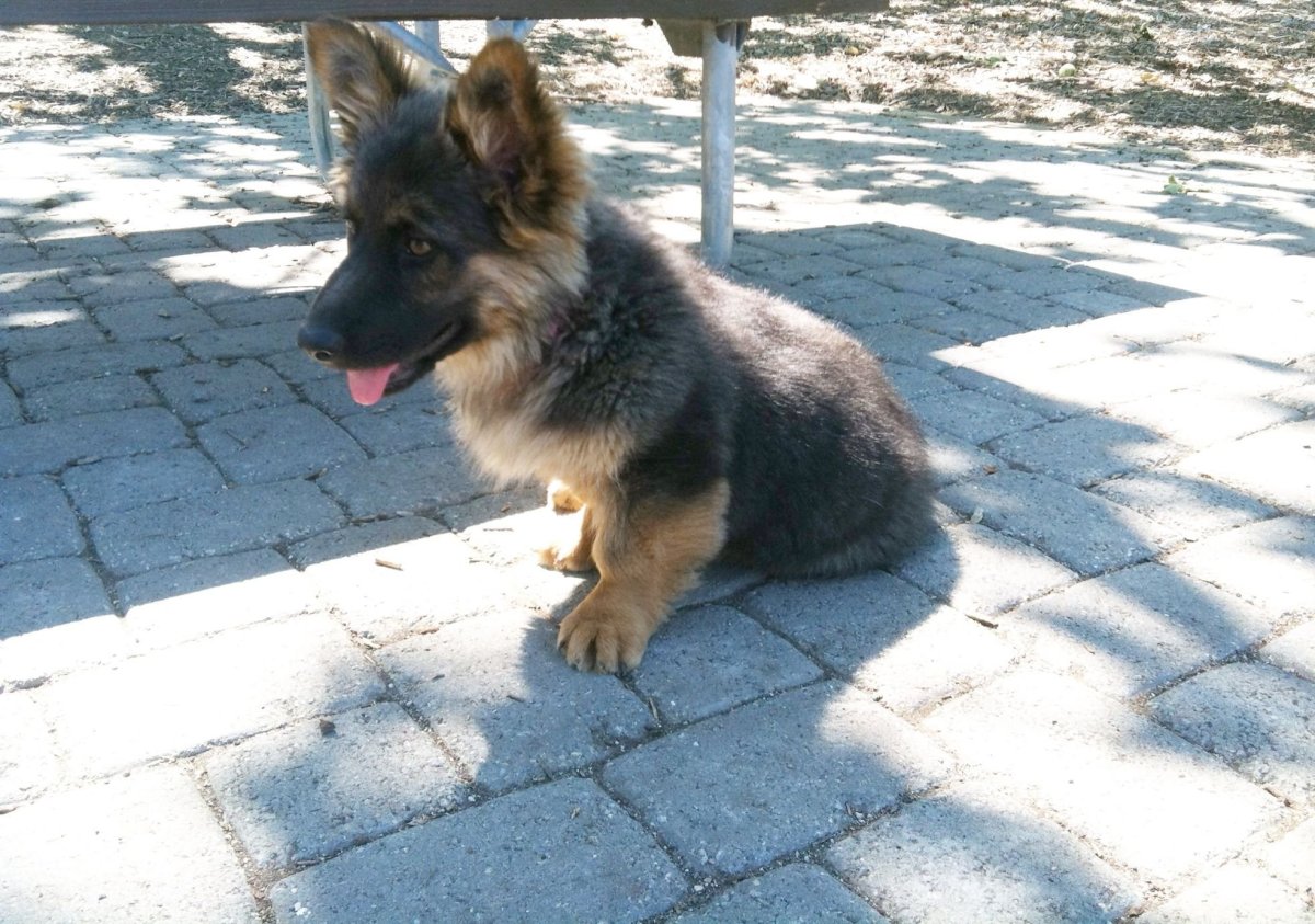 Метис корги и овчарки