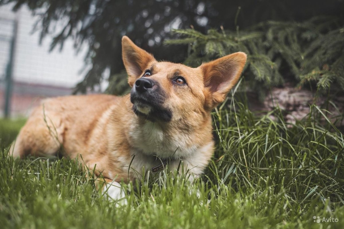 Собака метис вельш корги