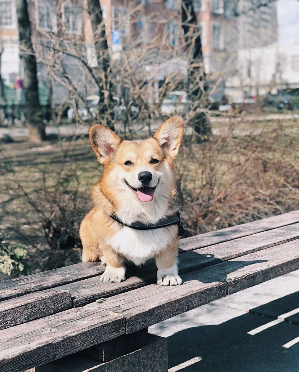 Корги дворняжка