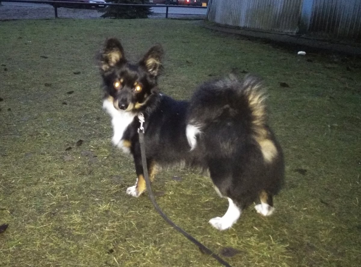 Метис корги и немецкой овчарки