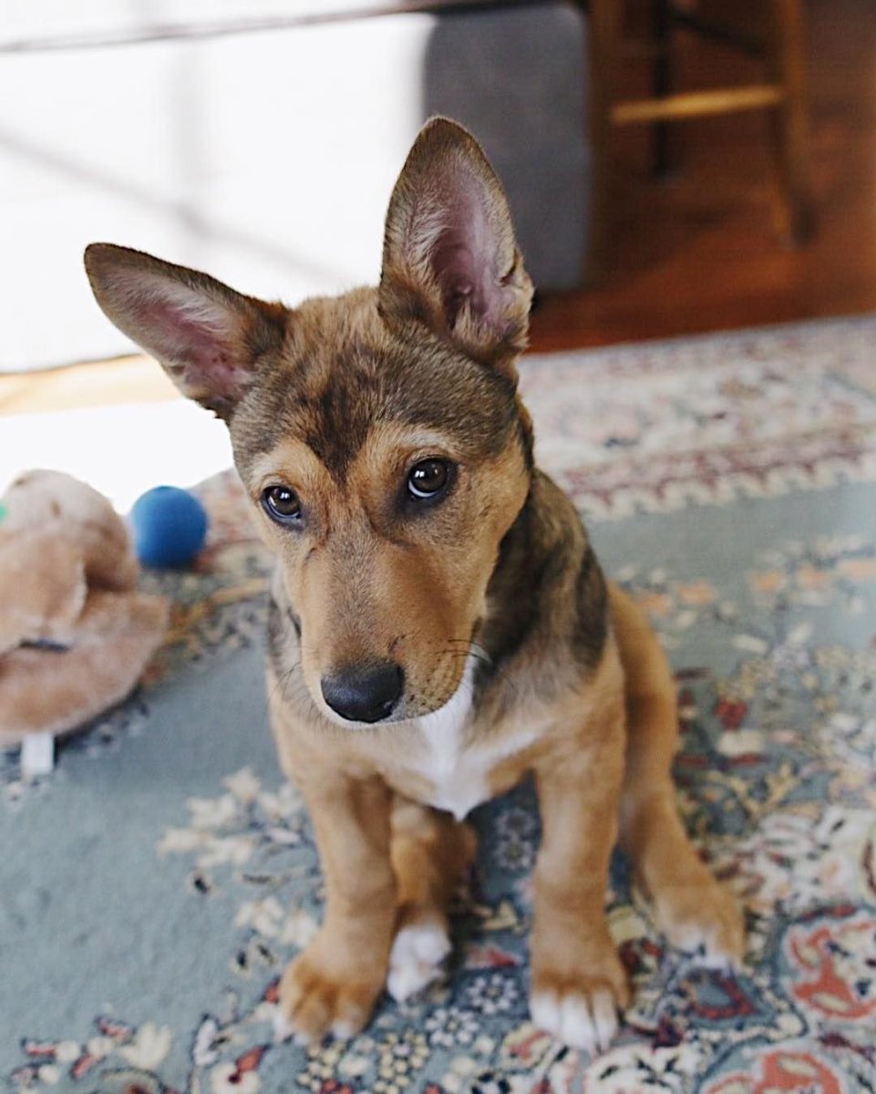 Помесь корги и овчарки