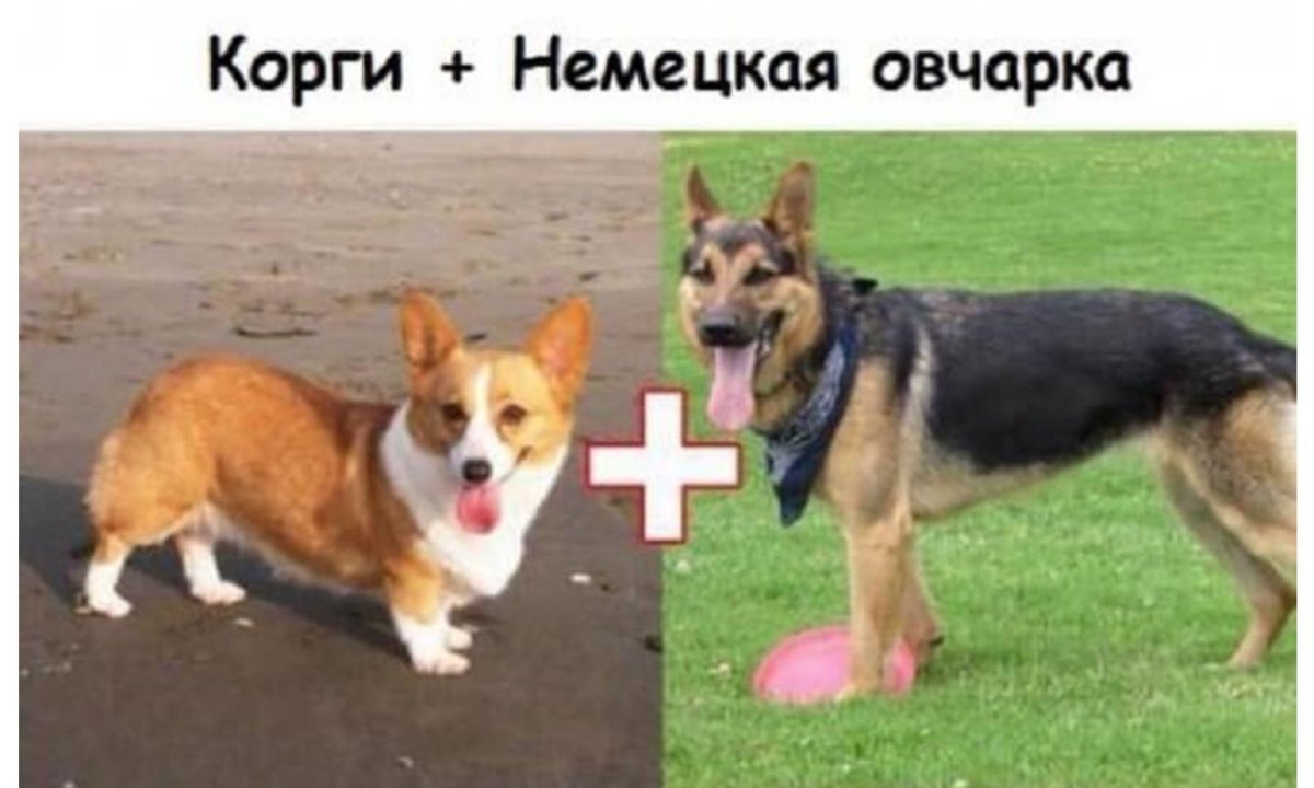Гибрид корги и немецкой овчарки